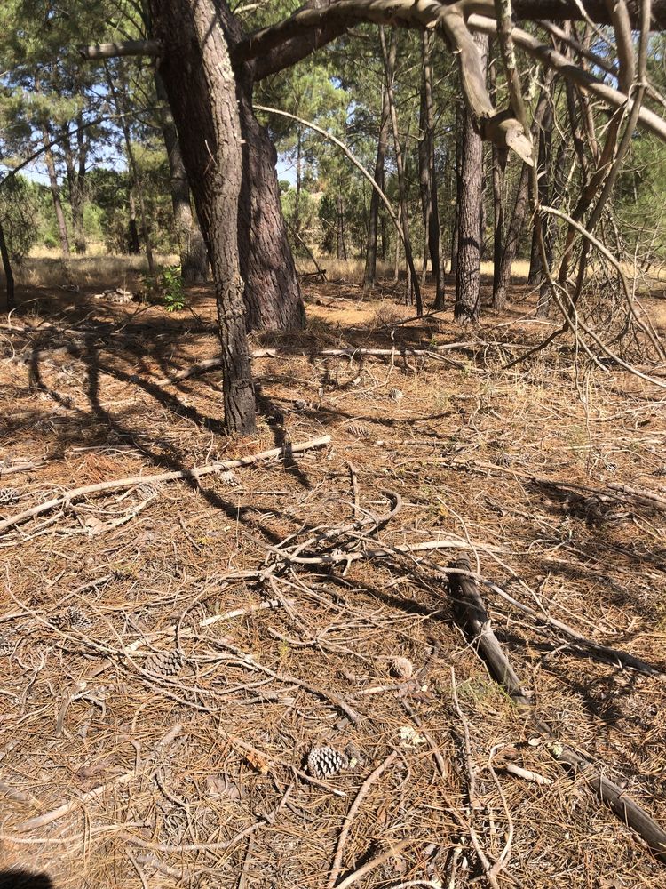 Pinhas Secas Naturais p/ Lareira | Saco Pequeno, Médio ou Grande