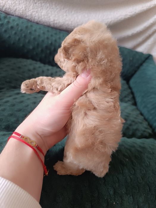 Chłopiec, pudel toy, FCI