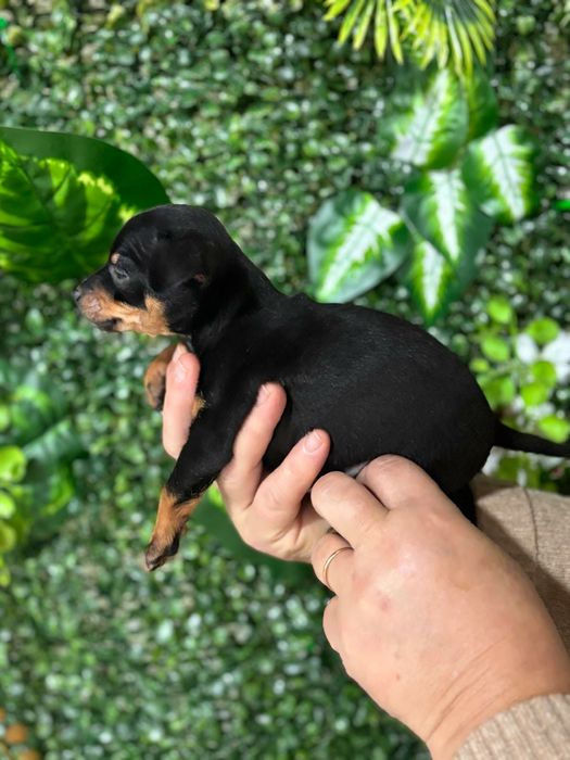 Pinscher preto afogueado machocho