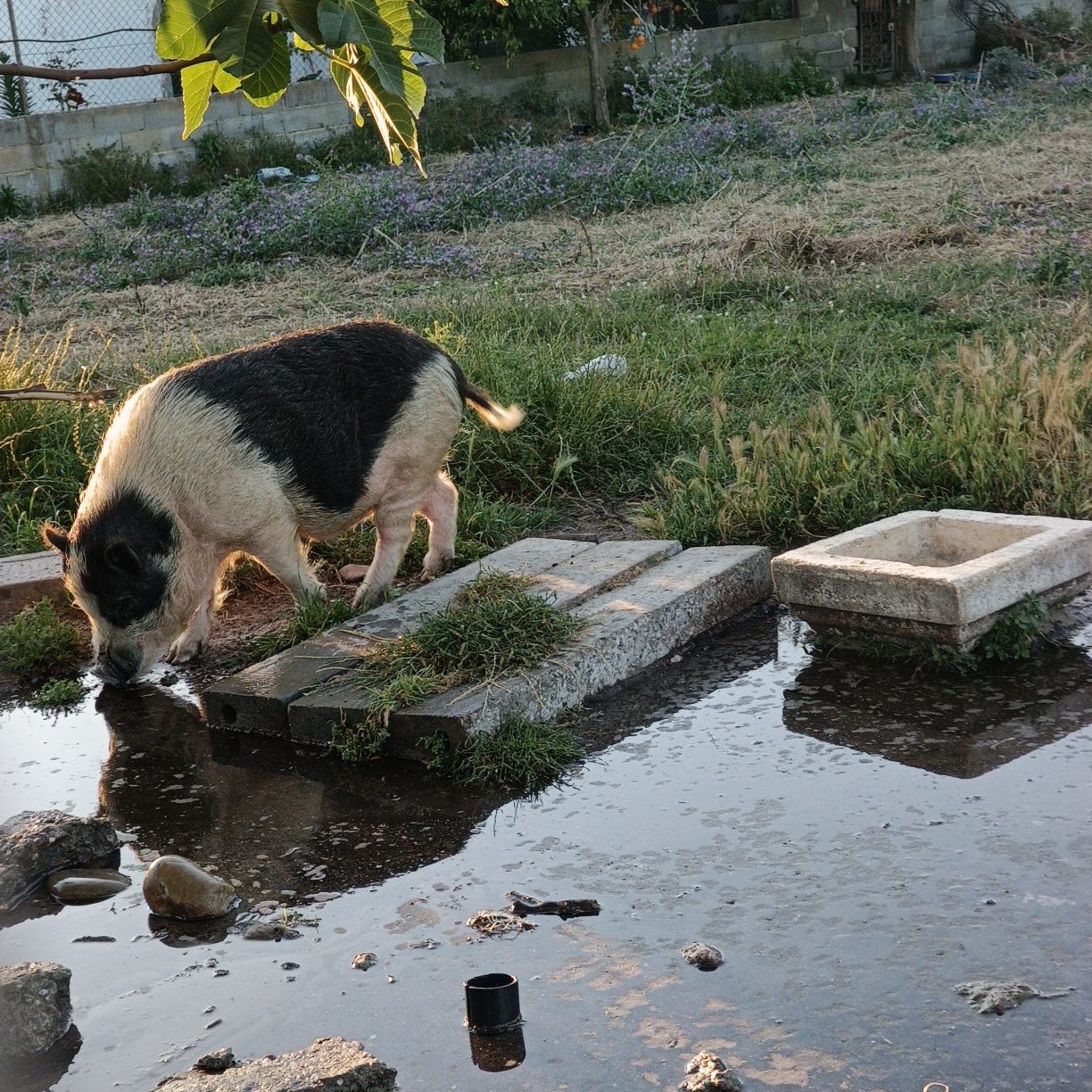 Porcos Vietnamita ( Mini Pig )