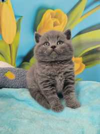 Kot Brytyjski kocurek niebieski odbiór w czerwcu