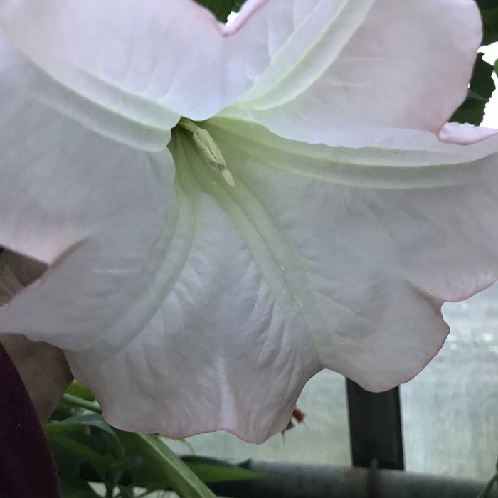 Dadzonka mala brukmansji  jak na zdjeciach