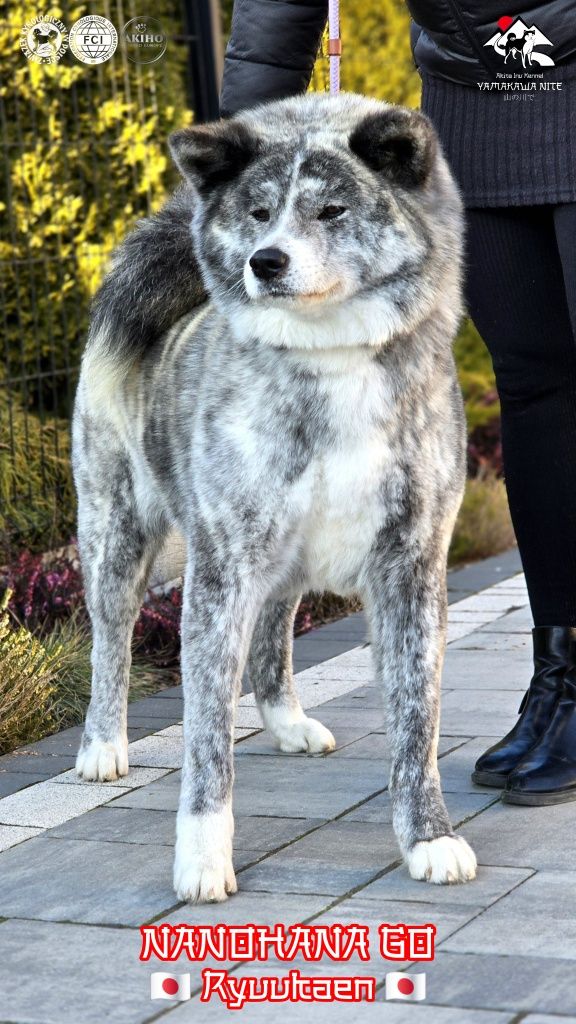 Akita Inu (japońska) piesek LC, ZKwP / FCI & AKIHO