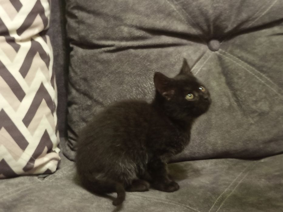 Дві красуні шукають родину