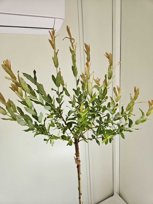 Wierzba Hakuro Nishiki 160cm – ozdobne drzewko szczepione na pniu 5L