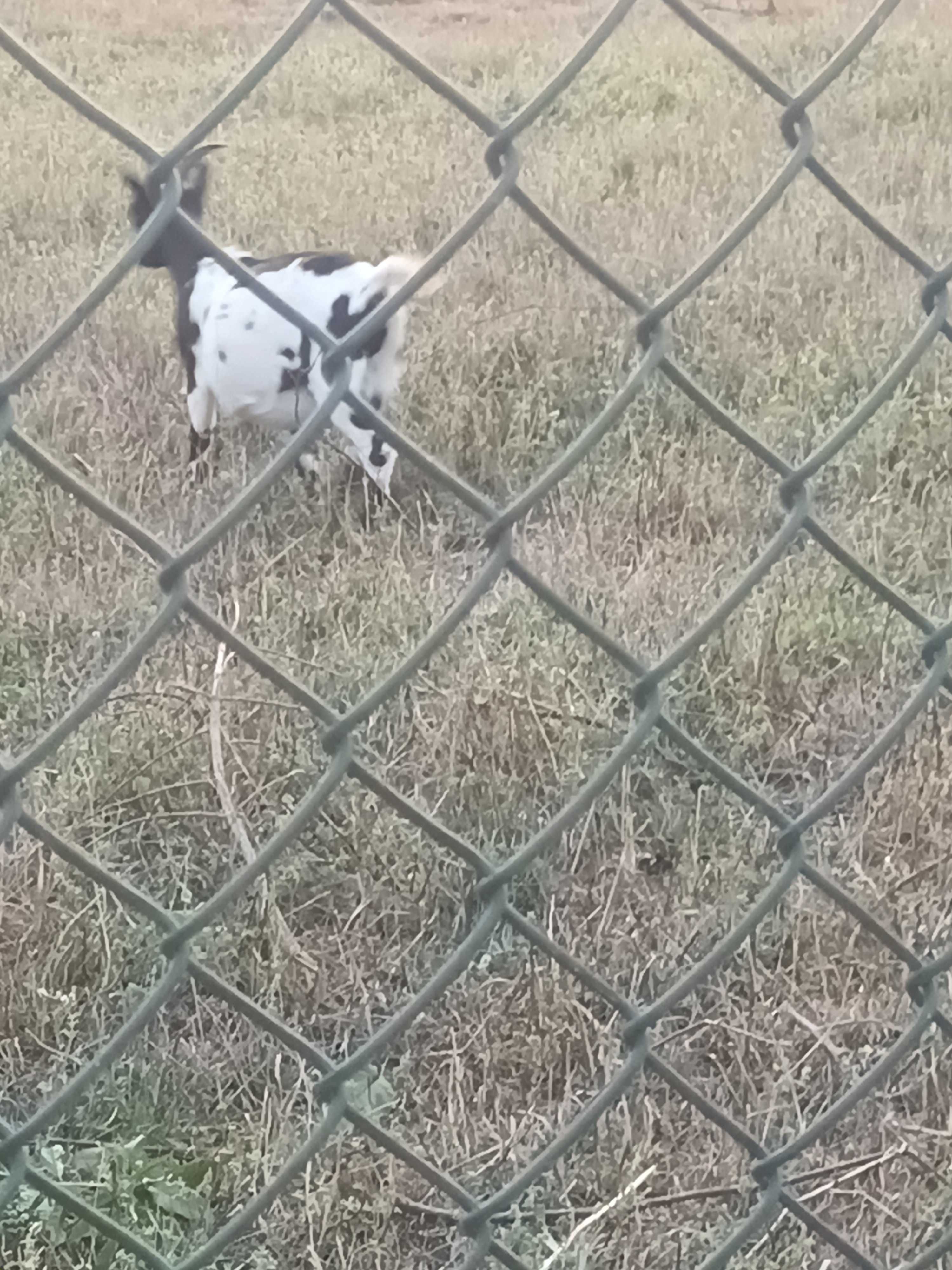 Cabrita lindissima prenha