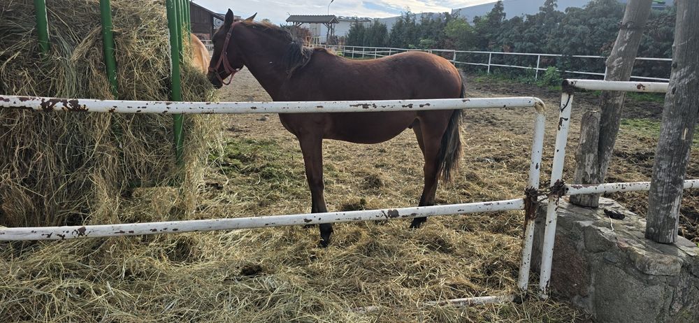 Ogier typ szlachetny gniady