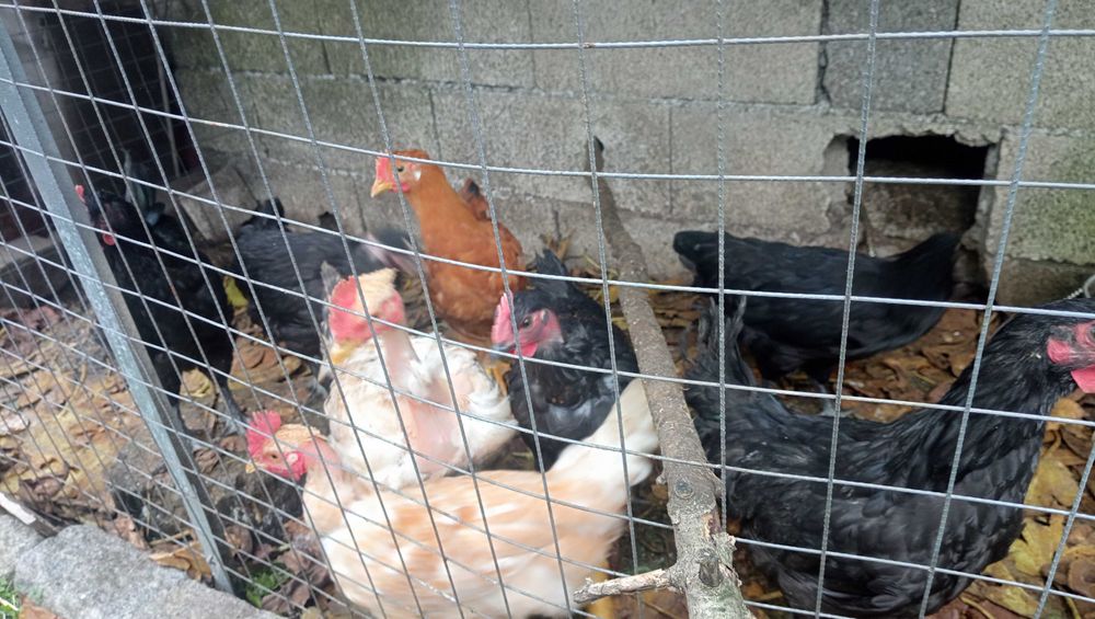 Vendo 2 galos preto lusitano e um amarela portuguesa, com 4 meses