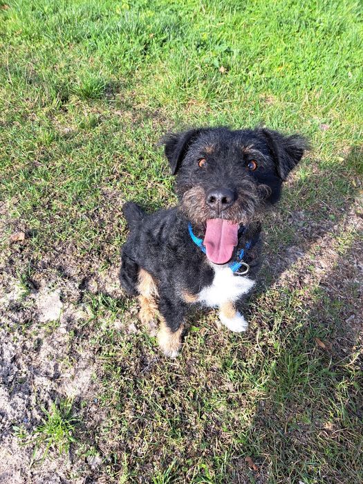 Mix niemiecki terier myśliwski do adopcji