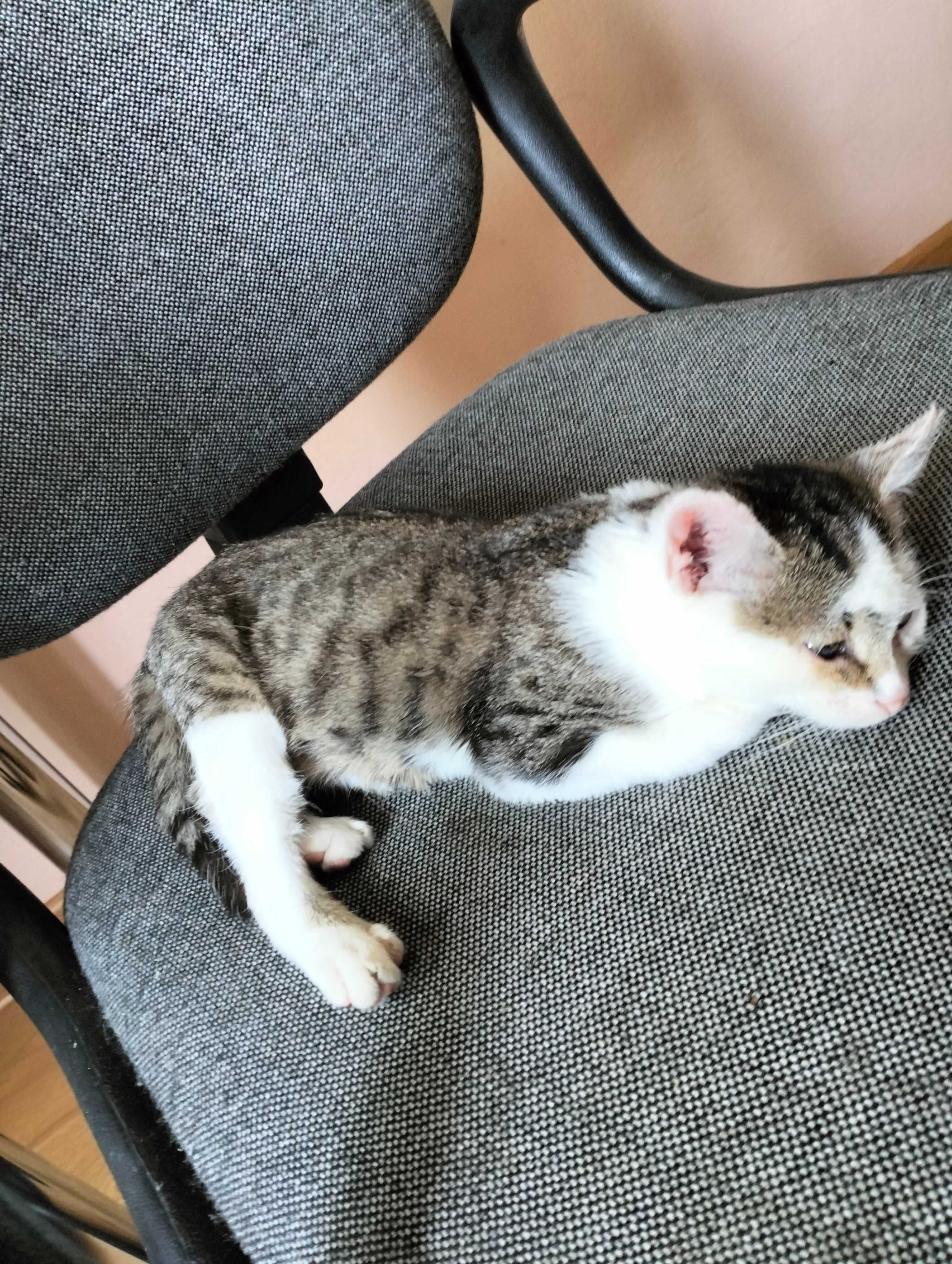 Kotek pilnie szuka domu!!