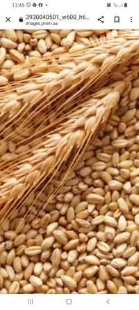 Пшениця кукурудза ячмінь соя