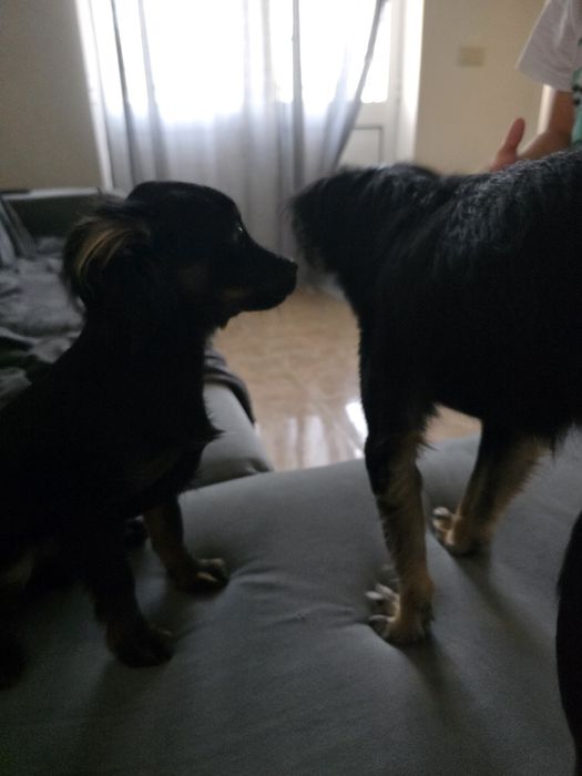 Estou adoar com urgencia nao tenho tempo pra ele
