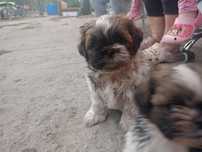 Piesek shih tzu Piękne umaszczenie