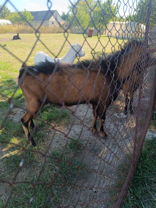 Продам Козла альпійського