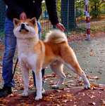 Akita Inu, miot po imporcie, ZKwP FCI