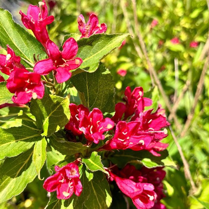 Krzewuszka 'Eva Rathke' (Weigela) Mrozoodporny krzew Doniczka 2.0L