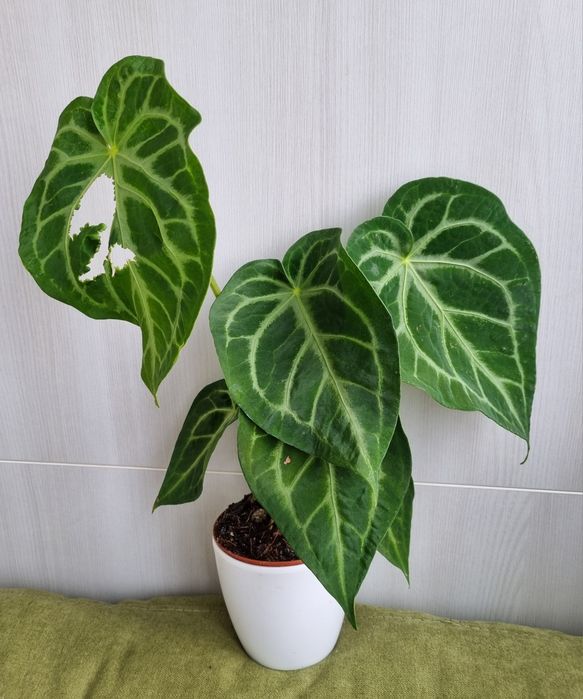 Антуріум магніфікум anthurium magnificum