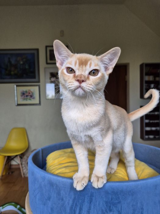 kocurek burmski (burmański) jak młody król lew