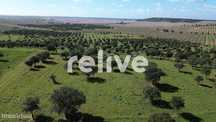 Herdade de 60,7 hectares a poucos minutos de Aljustrel
