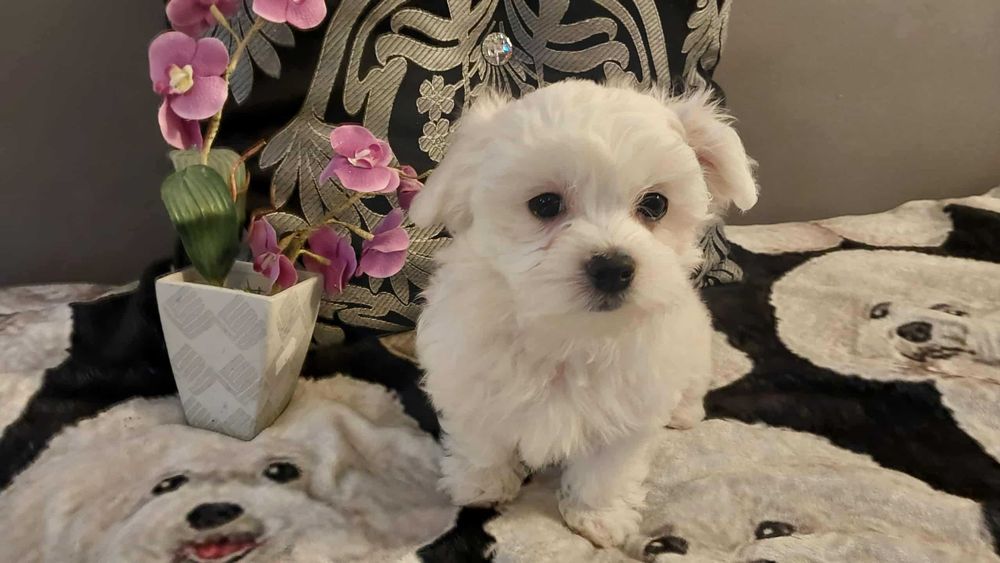 Doris śliczna suczka maltańczyka