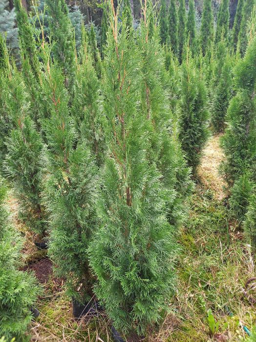 Tuje szmaragd w doniczkach 120 cm