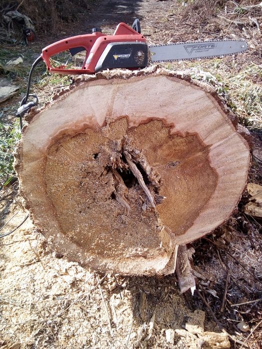 Вирізка, зрізання дерева, послуги АРБОРИСТ 1500 гр