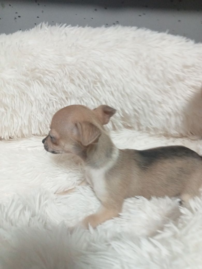 Chihuahua suczka typ jelonek