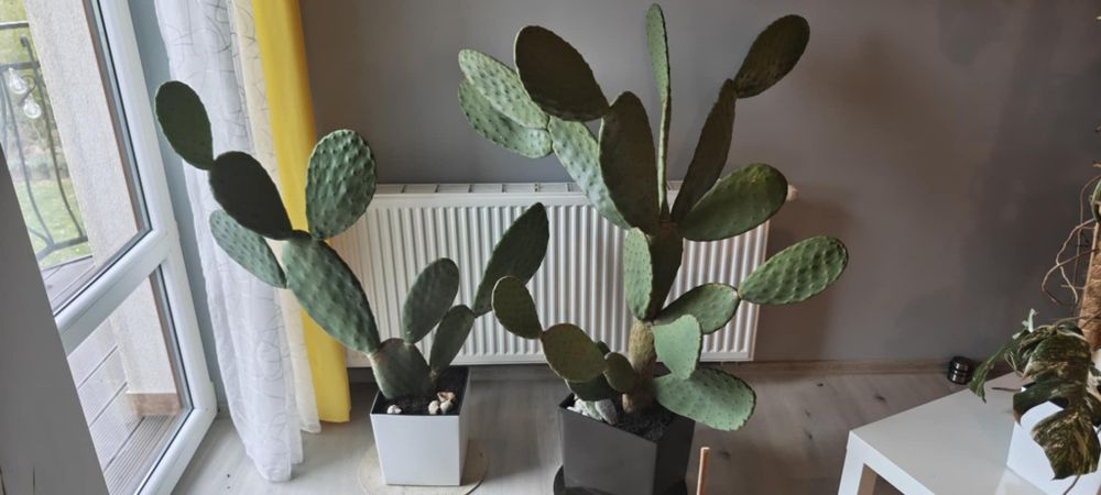 Opuncja figowa duża