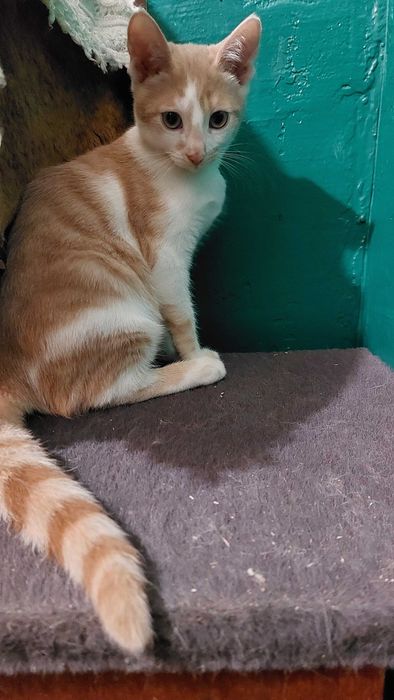 Кошенята в добрі руки