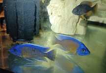 Cicllidio africano - Copadichromis borleyi Kadango