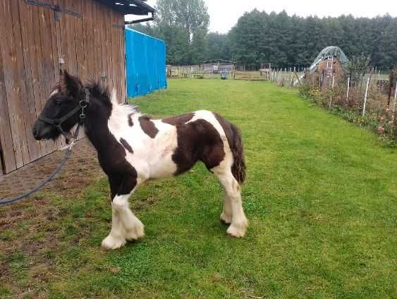 tinker klacz odsadek