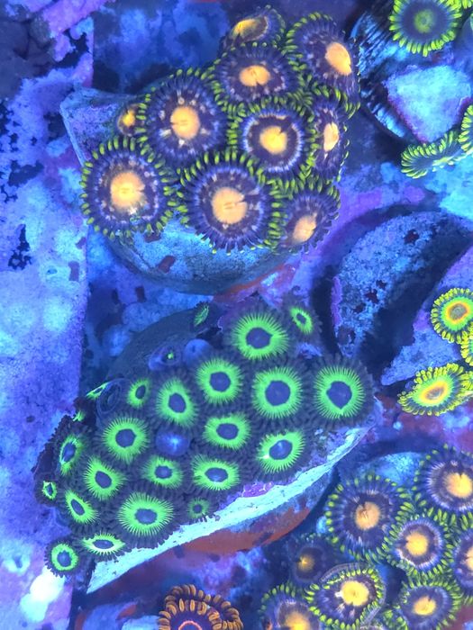 Corais de agua salgada zoantus