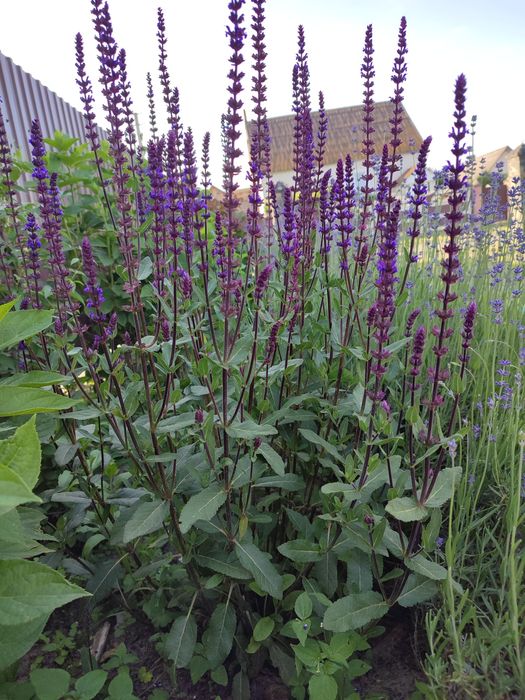 Шавлія дібровна синьо-фіолетова (шалфей)