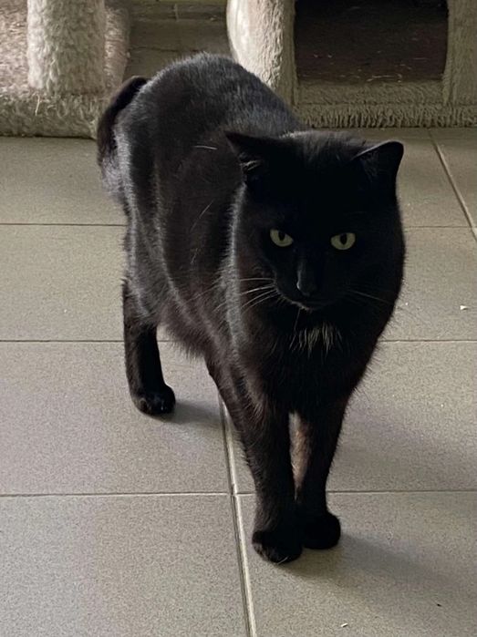 Czarnym kocurek Elmo do adopcji od 3lat :(