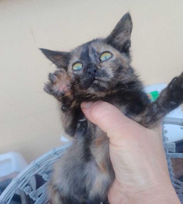 Отдам даром в хорошие руки