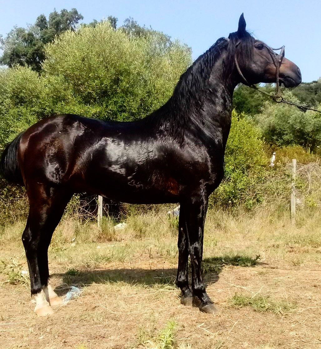 Cavalo luso-arabe.