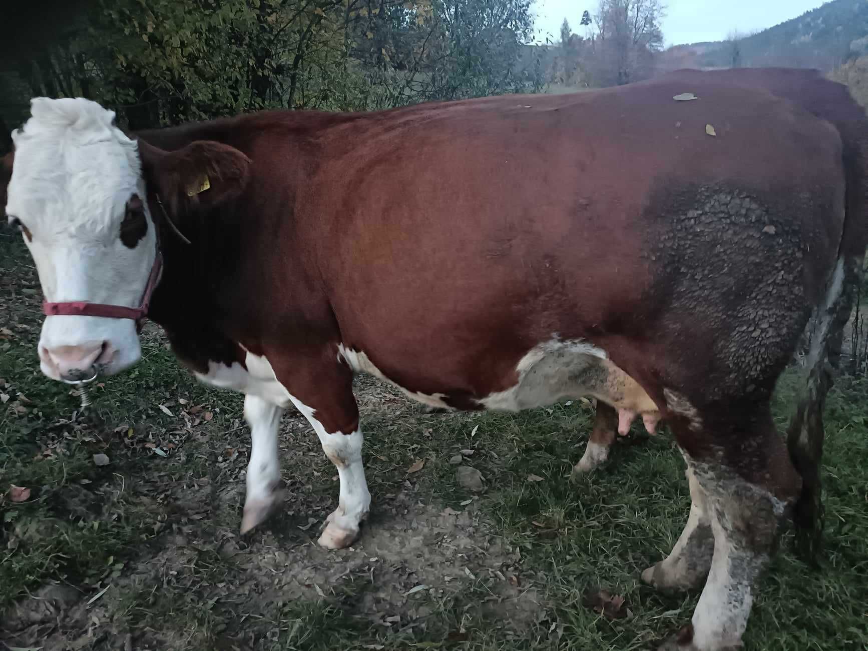 Sprzedam krowe  wysokocielna