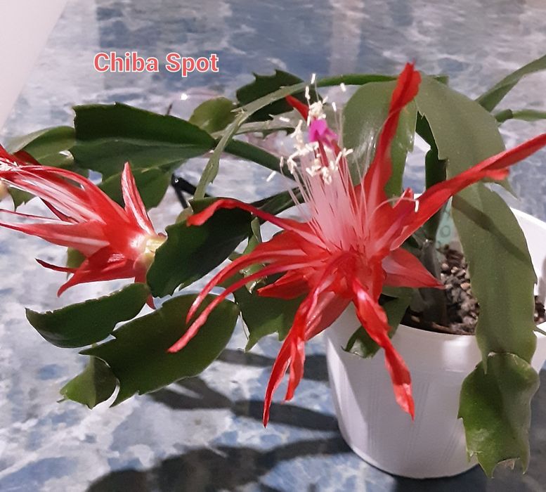 Шлюмбергера сортовыя Chiba Spot