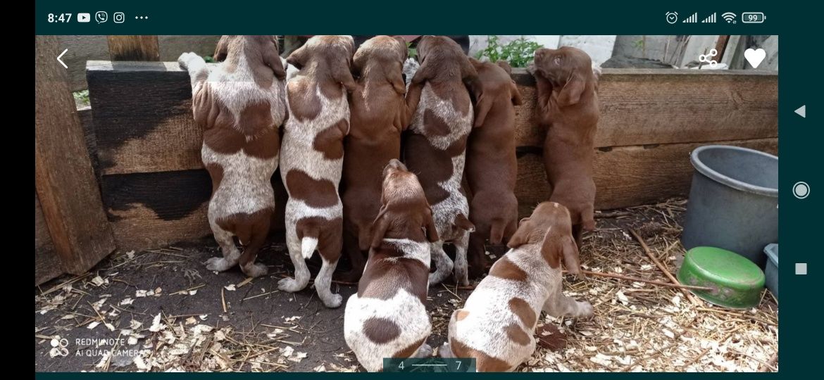 Курцхаар німецький для вязки