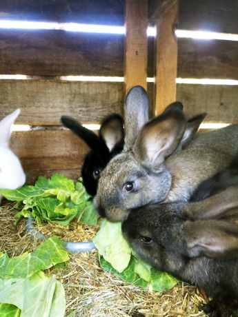 Młode króliki do hodowli