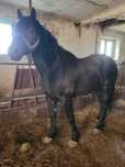 Sprzedam 3.5 letniego karego ogiera