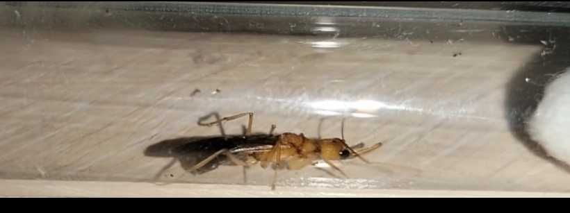 Муравьи мурахи Harpegnathos saltator