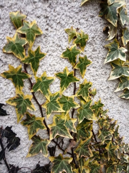 Плющ Голд Чалд, а также Канарский