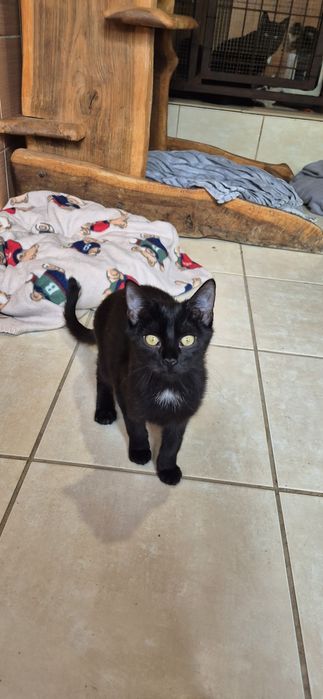 Kotka okolo 5 miesięcy