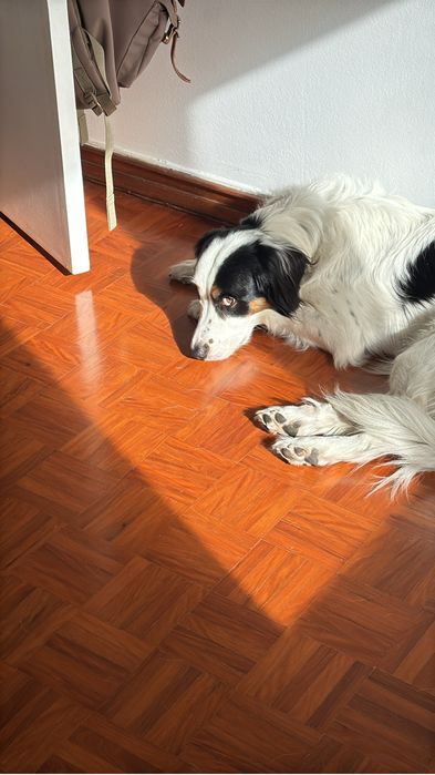 Ziggy - a quem tiver tempo e afeto