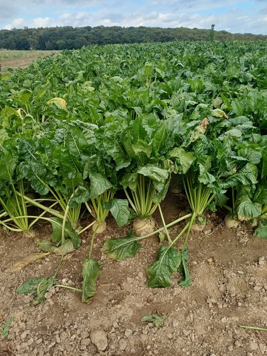 Buraki pastewne sprzedam