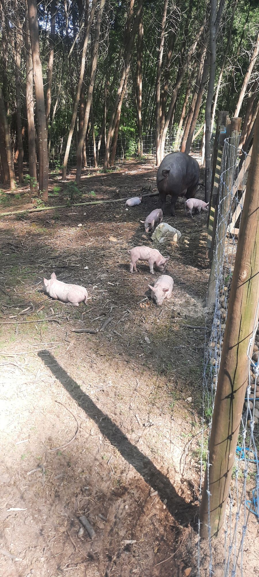 Porcos cruzados  de porco preto iberico