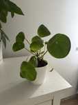 Pilea peperomioides Pieniazek kwiat doniczkowy