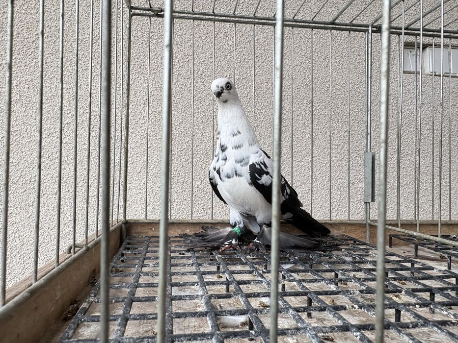 Motyle czarne gołębie ozdobne