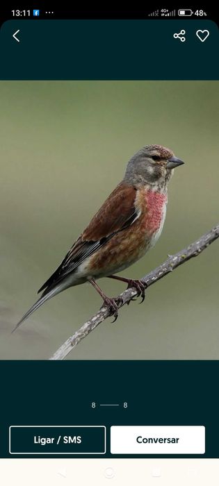 Passarinhos de flores deste ano